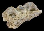 Mosasaur (Platecarpus) Jaw Section - Kansas #60669-3